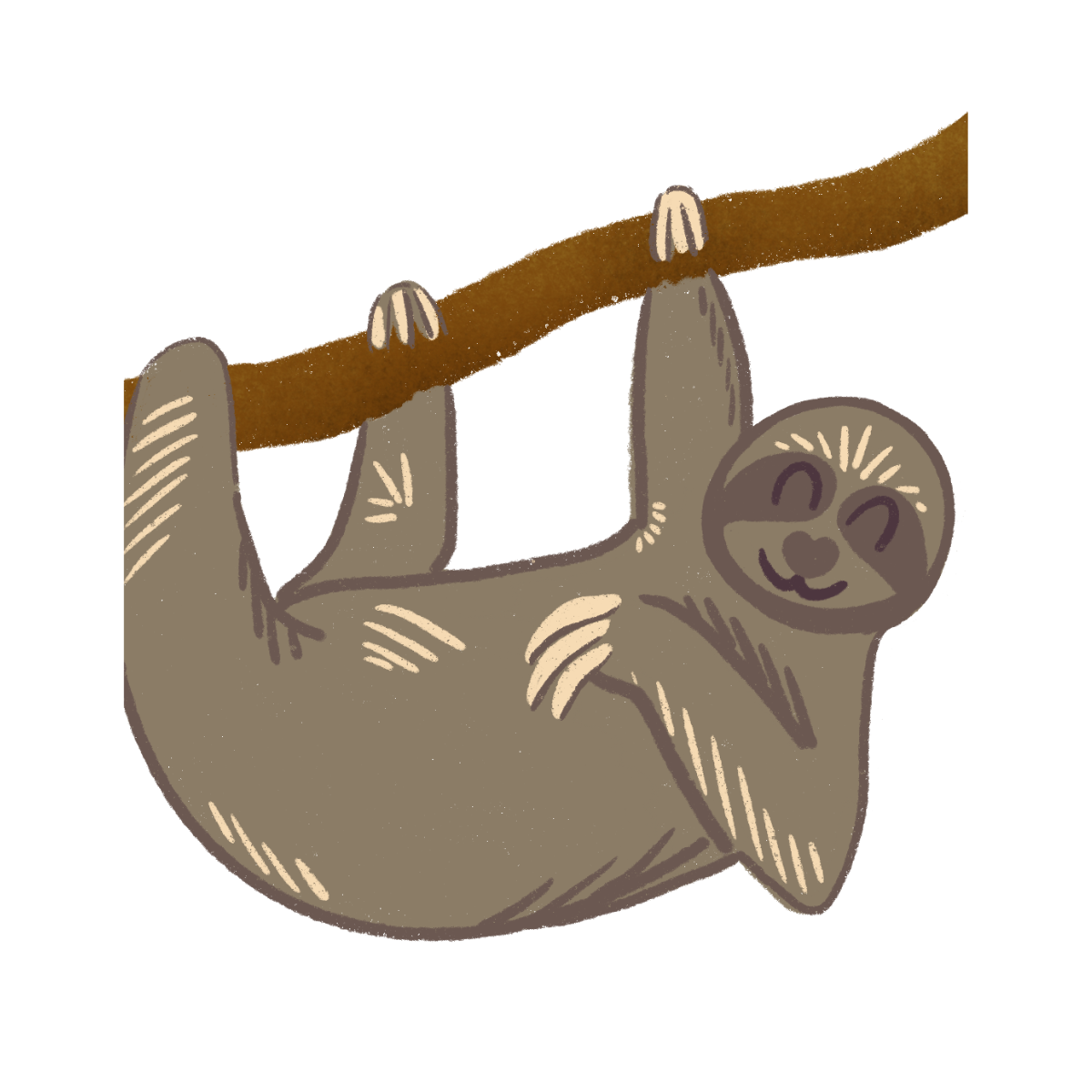 A brown three-toed sloth that is hanging from a branch