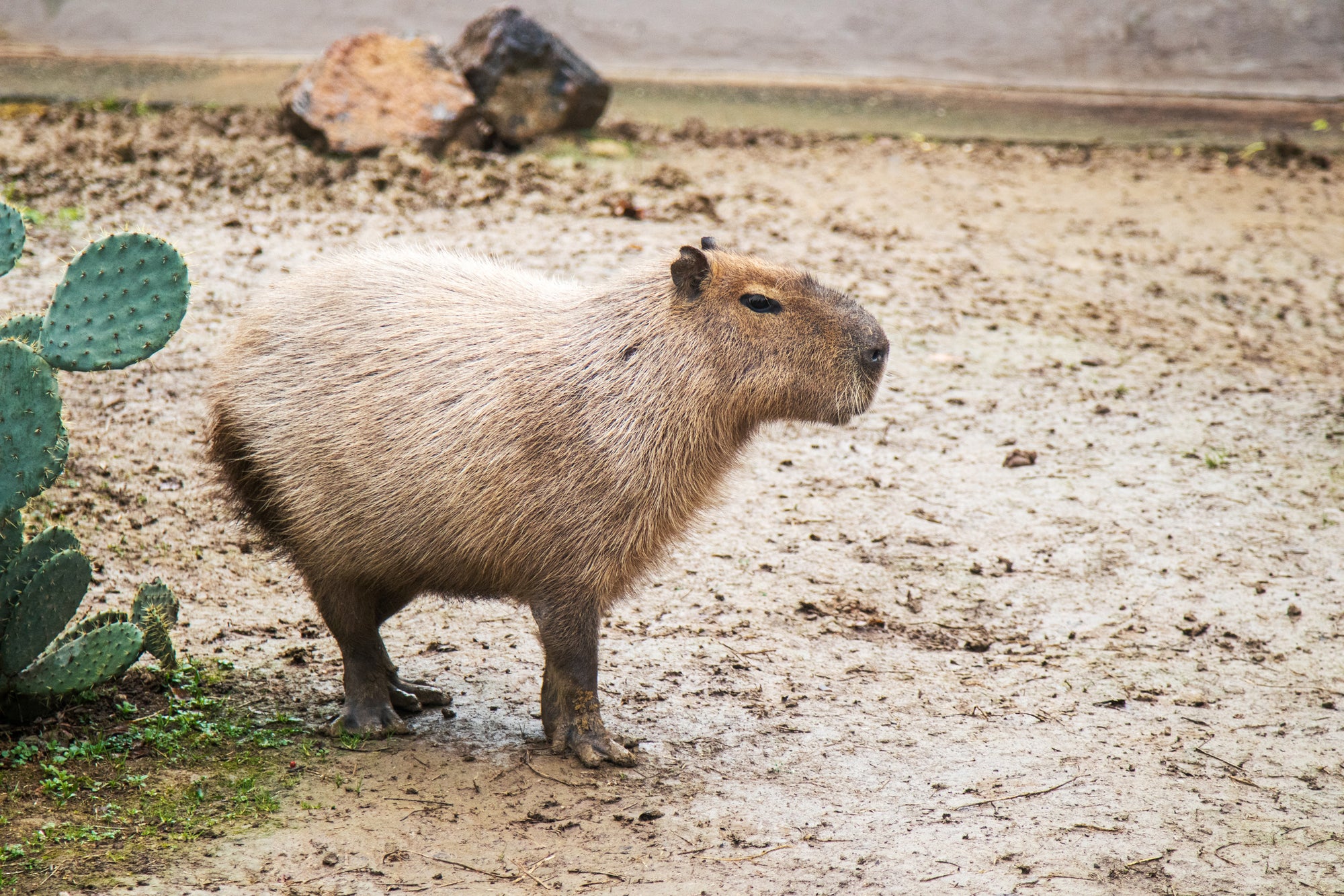 Meet the Capybara: The Jungle’s Gentle Giant