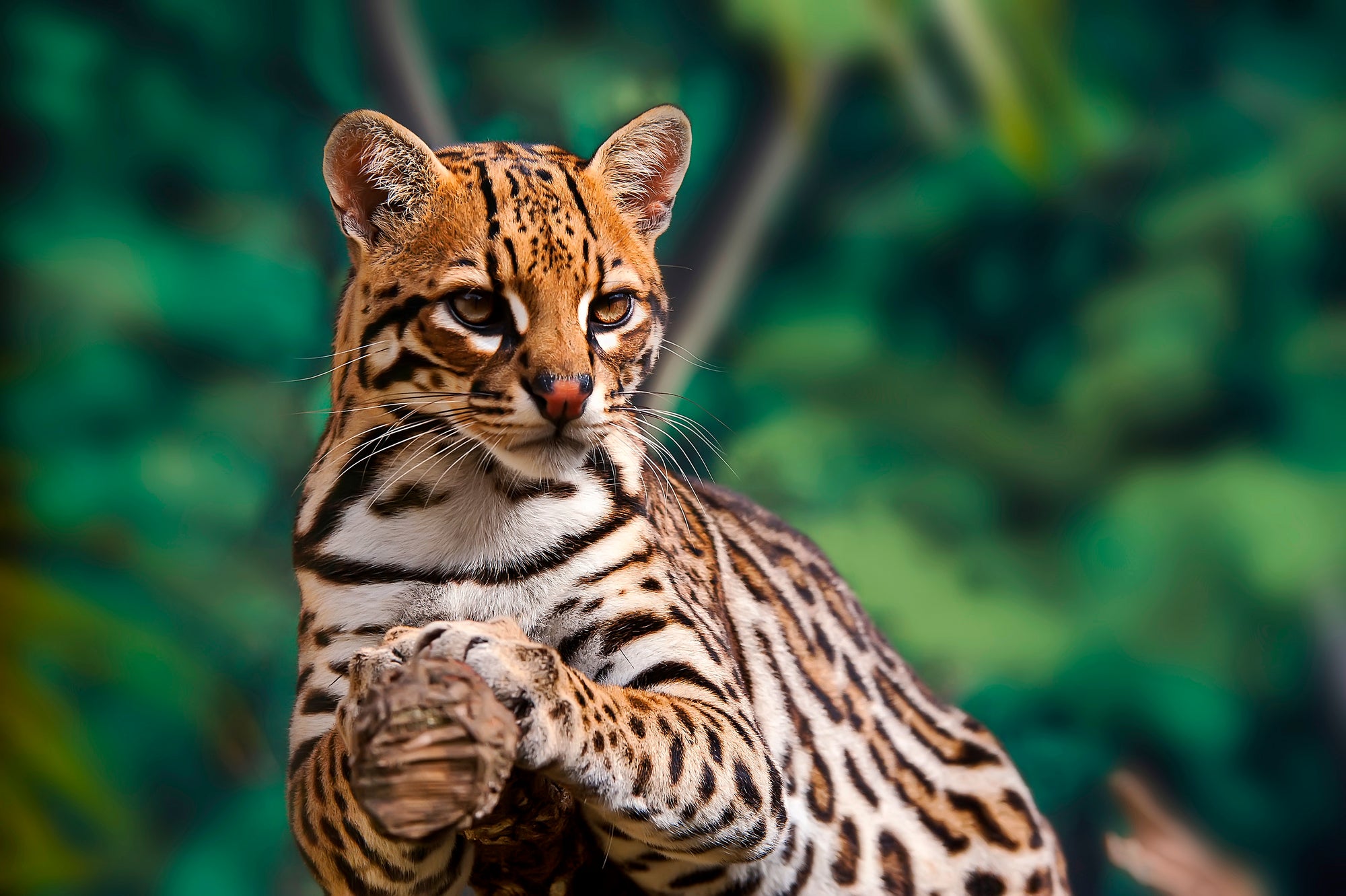 Discovering the Ocelot: Our Nocturnal Feline Friend