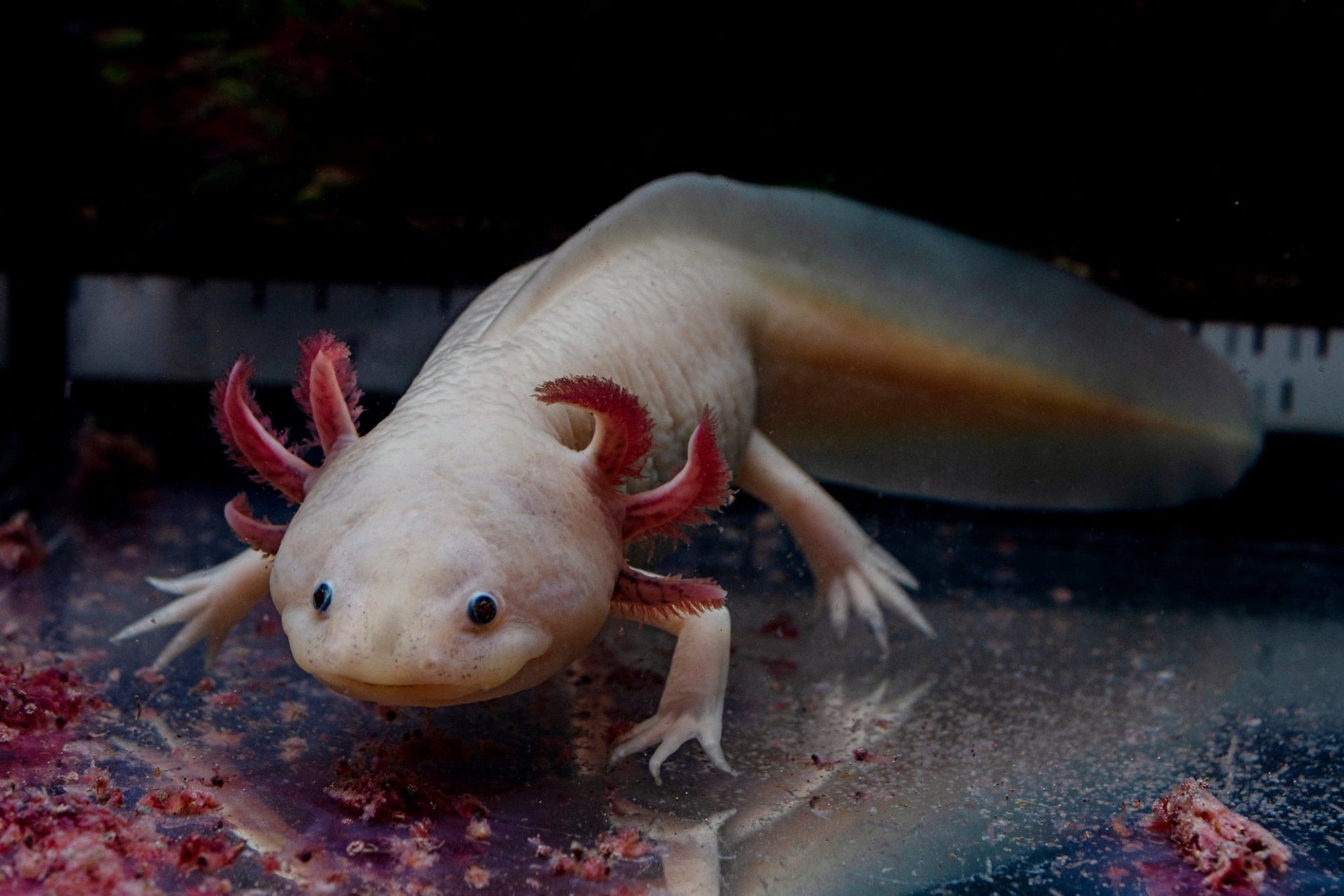 Meet the Axolotl: The Jungle’s Magical Water Creature - Jungle Jams