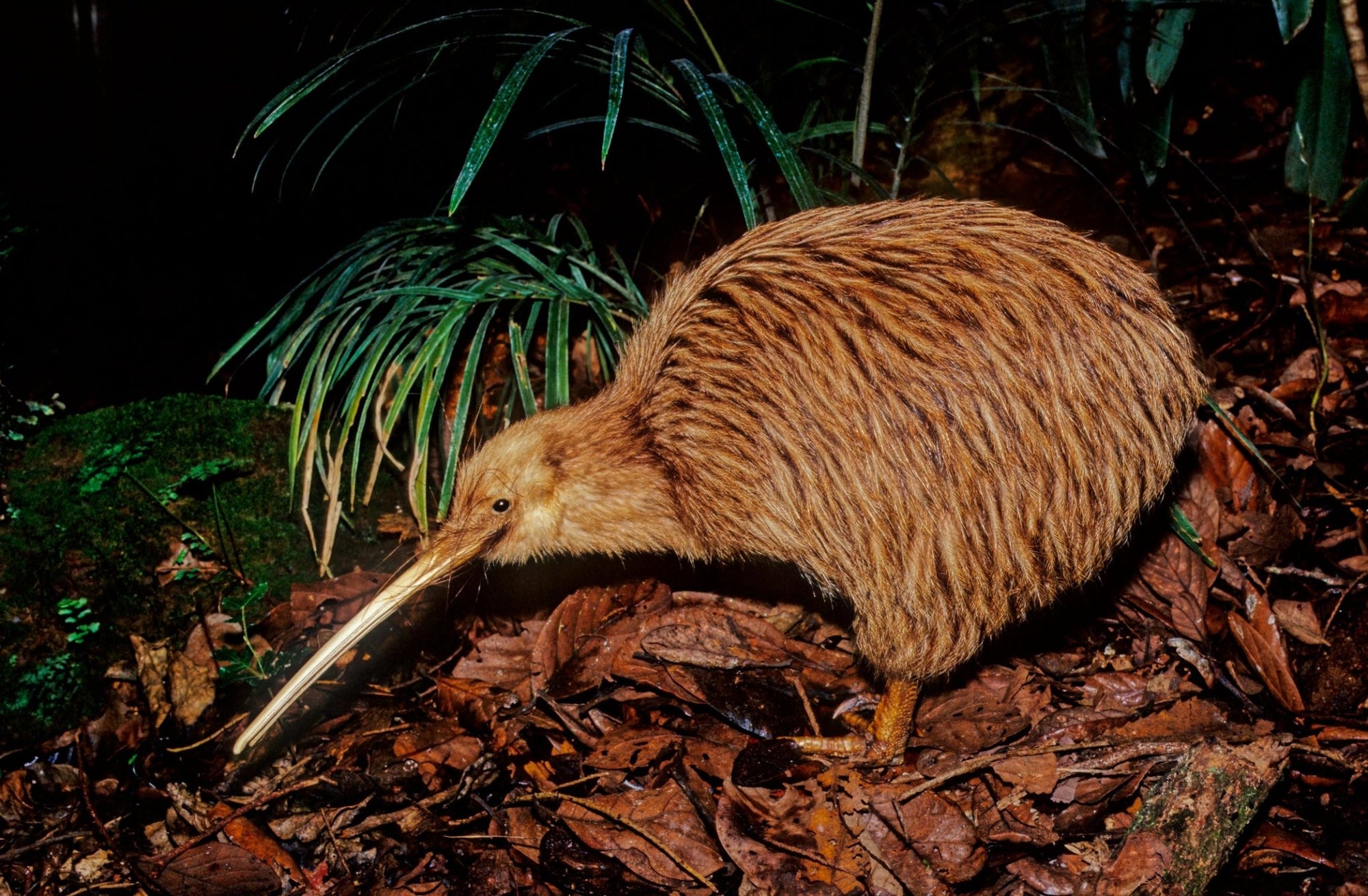 Meet the Kiwi: The Jungle’s Feathered Friend from Down Under - Jungle Jams