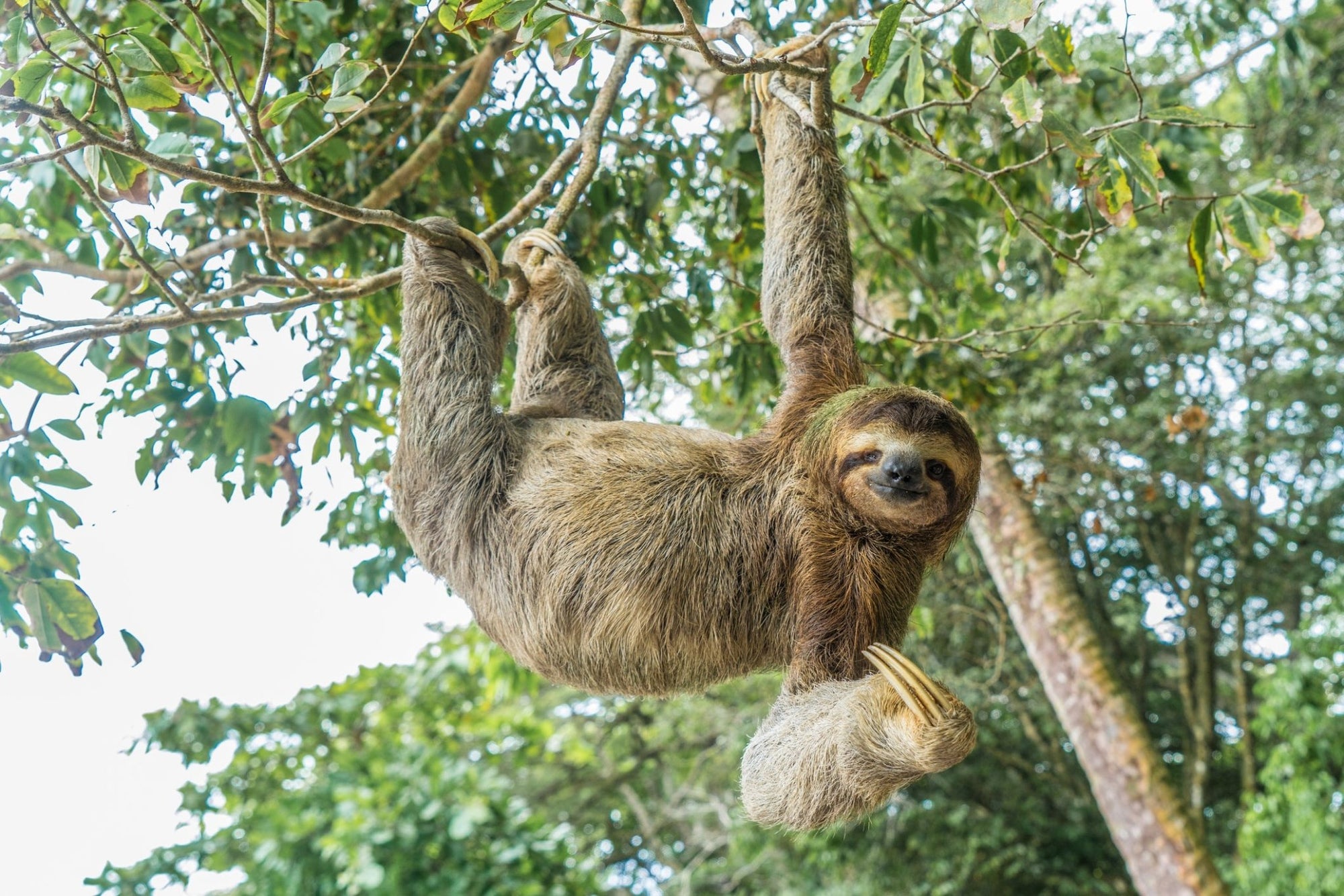 Meet the Sloth: The Jungle’s Slow and Steady Friend - Jungle Jams