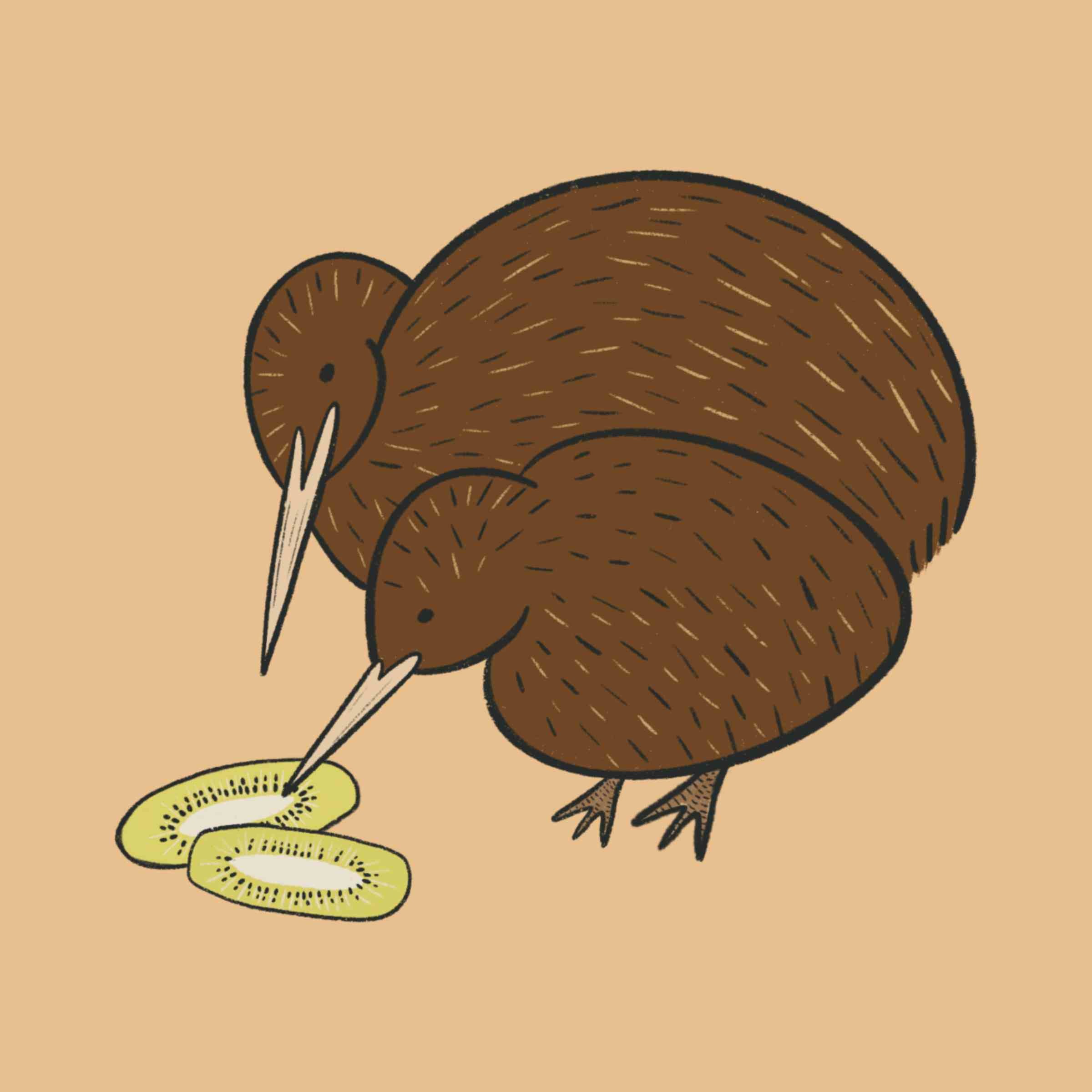 two brown kiwi birds eating kiwi fruit